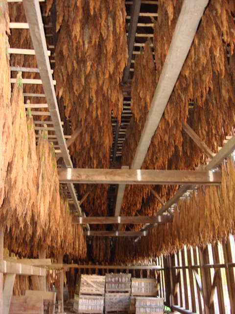 Harvest Tobacco